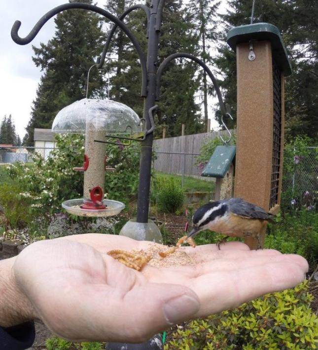 Red-breasted Nuthatch in hand
