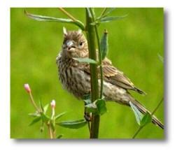 Juv House Finch