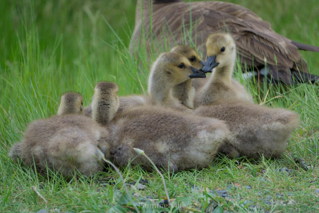 Baby Canada Geese 1