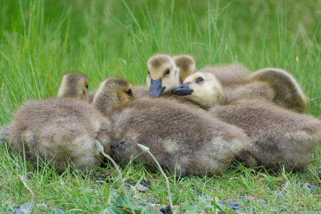 Baby Canada Geese 2