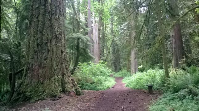 Trail at Millersylvania State park