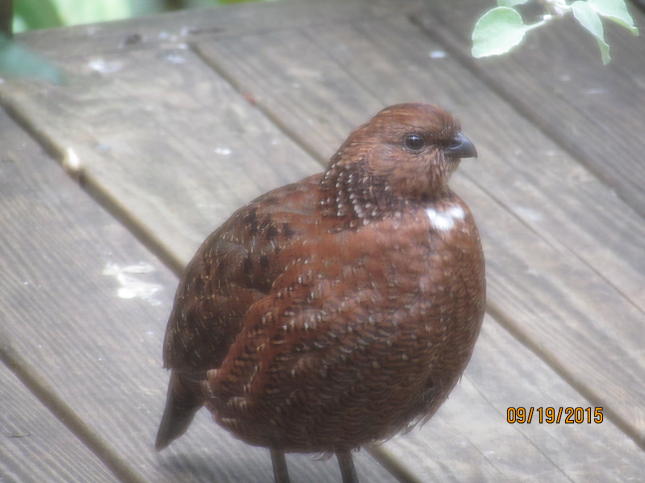 Tennessee Red Quail 2