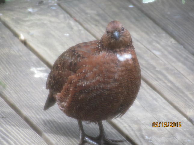Tennessee Red Quail 3