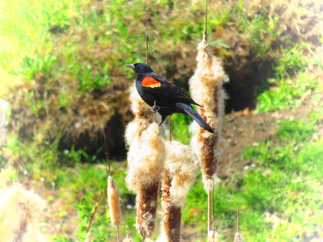 Red-winged Blackbird on cattails
