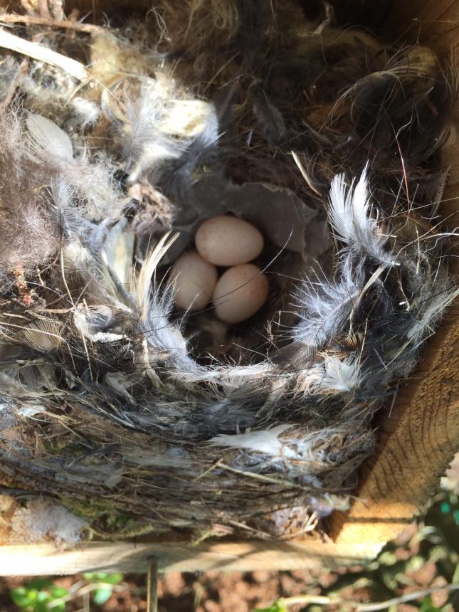 Bewick's Wren Nest with 3 Eggs