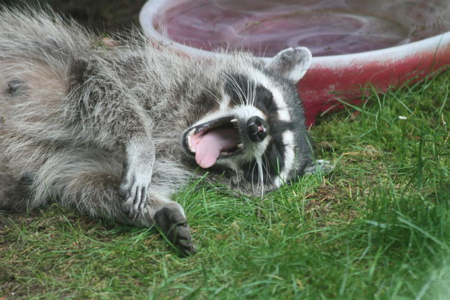 Raccoon Yawning
