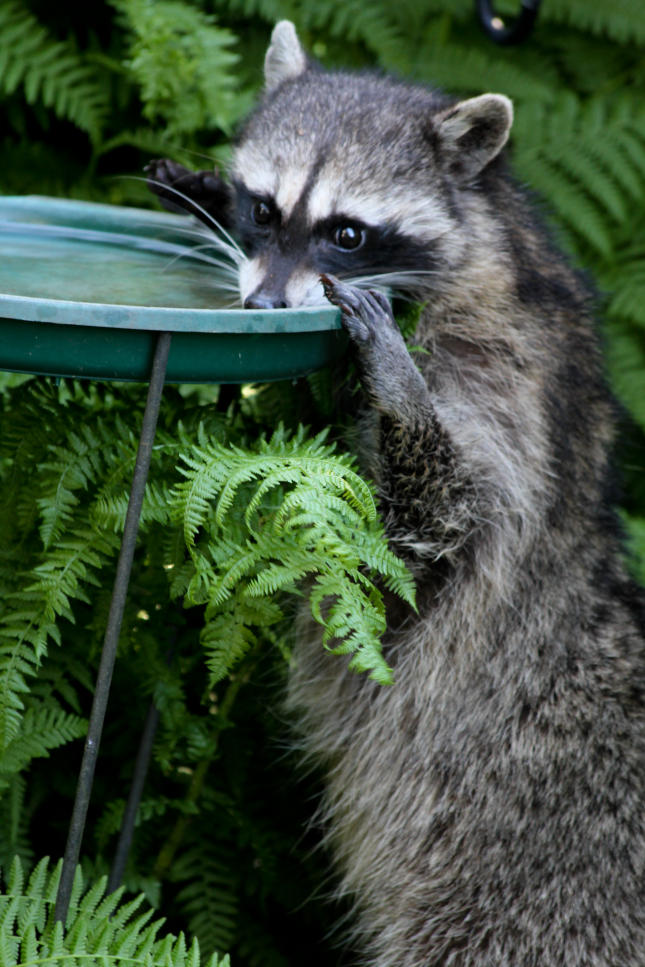 Raccoon at birdbath