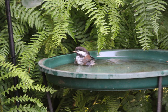  Chestnut-backed Chickadee in birdbath