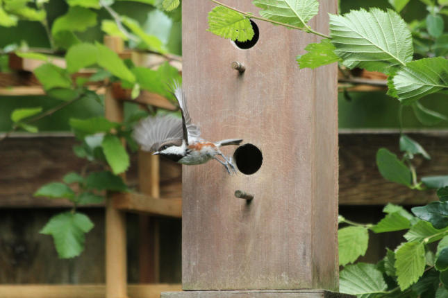 Chestnut-backed Chickadee leaving nestbox