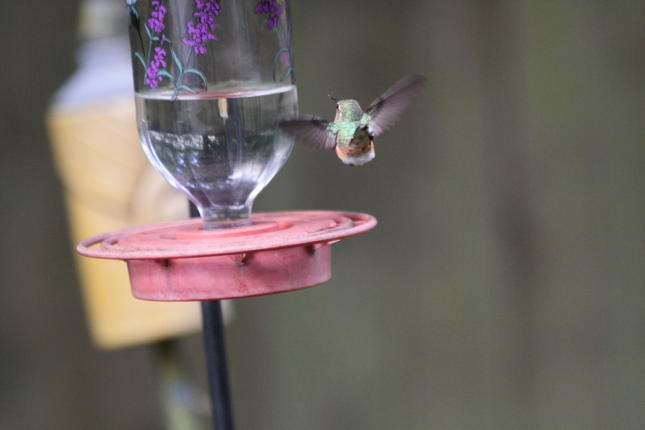 Female Rufous Hummingbird at feeder