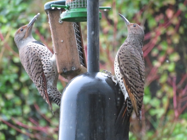 Two female Northern Flickers