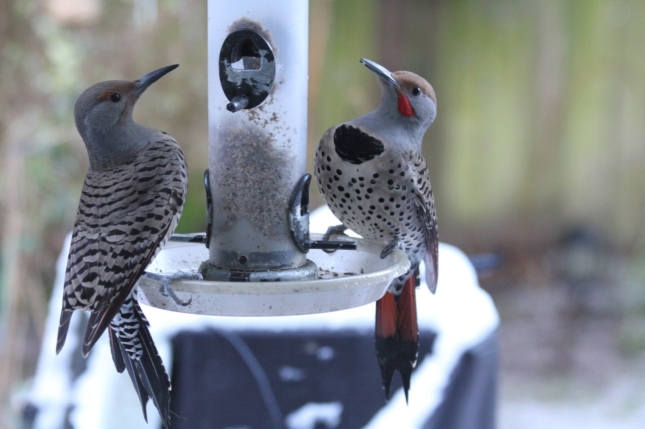 Male and Female Northern Flickers