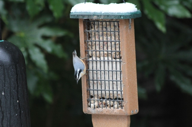 Red-breasted Nuthatch on Suet Feeder
