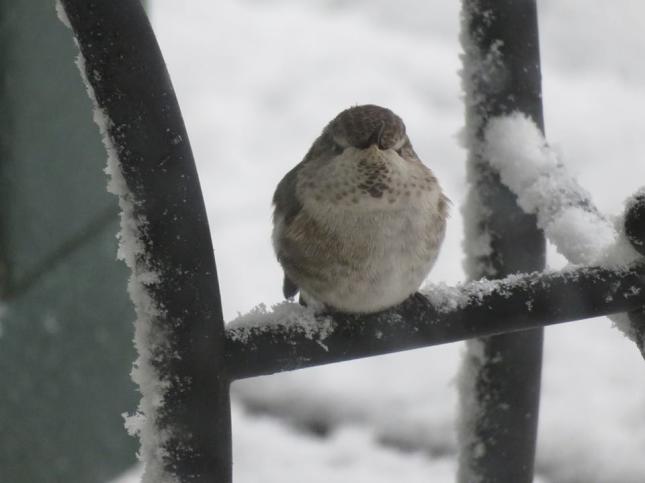 Female Anna's Hummingbird in Snow