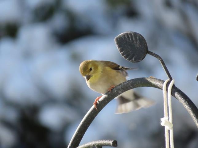 Goldfinch in Snow