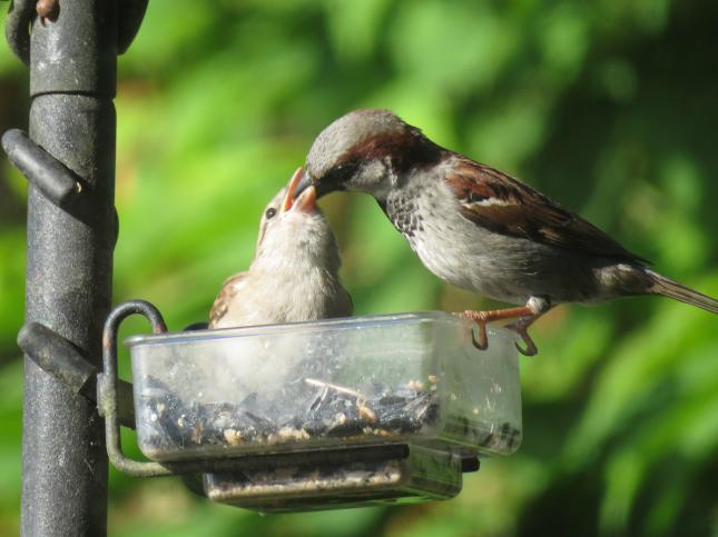 House Sparrow Male feeding young 