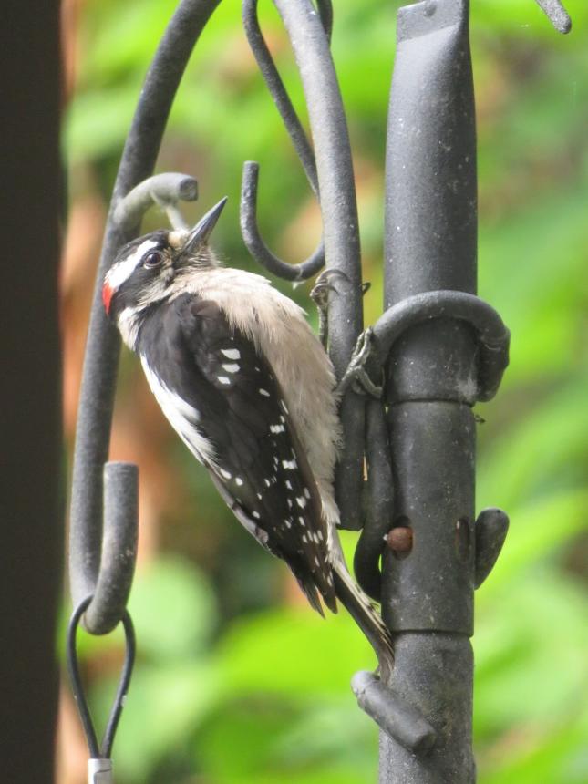 Male Hairy Woodpecker 