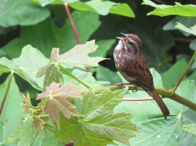 Male Song Sparrow Singing