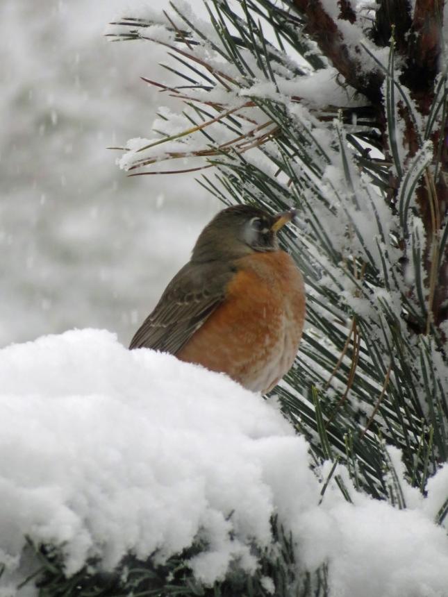 Robin in Snow 