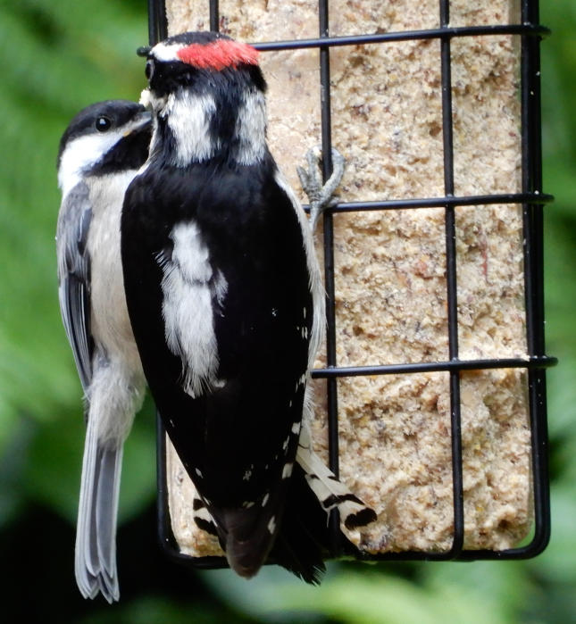 Downy Woodpecker and Black-capped Chickadee sharing suet