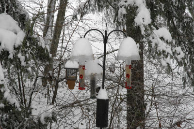 feeding station in snow