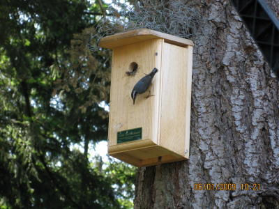 Nuthatch Finding a Nest Box