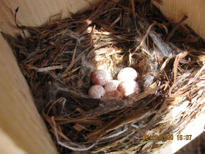 Nuthatch Nest and Eggs