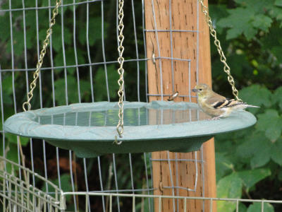 Goldfinch on Birdbath