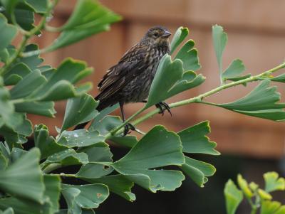 Sparrow on Gingko