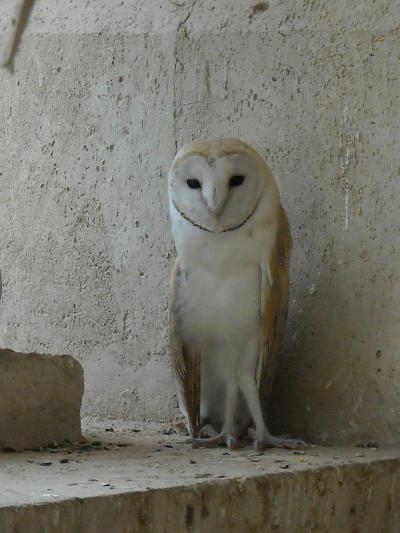 Barn Owl in Iraq