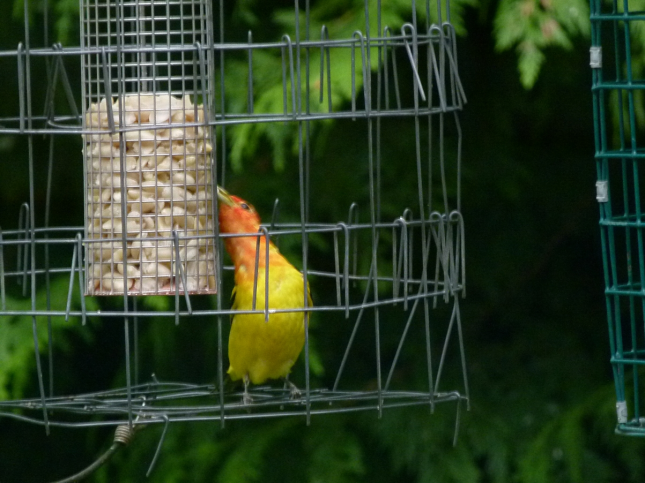 Western Tanager eating shelled peanuts