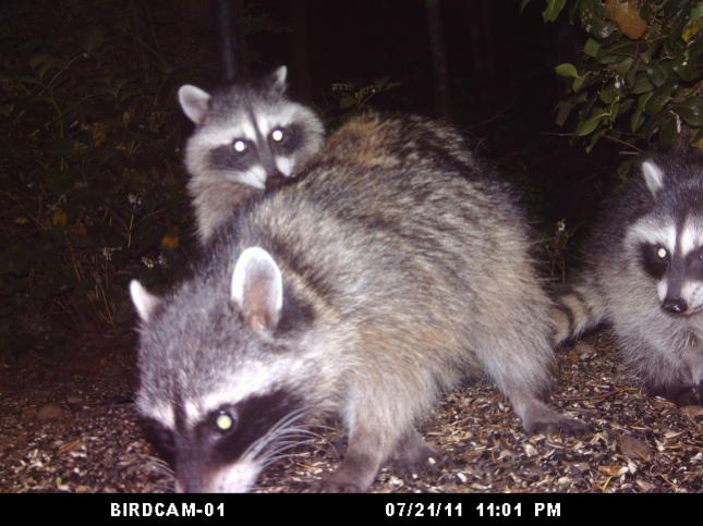 Gang of Raccoons