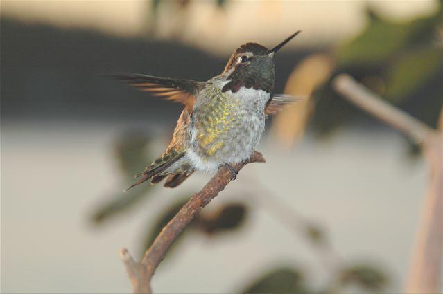 Hummmingbird