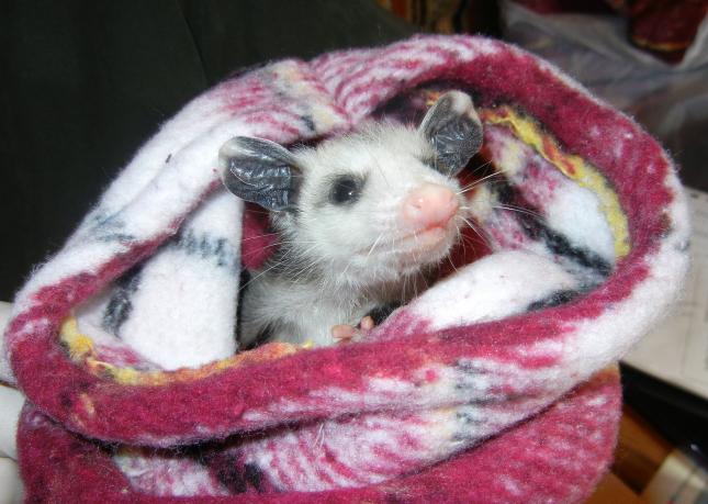 Baby Opossum