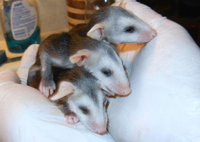 Baby Opossums
