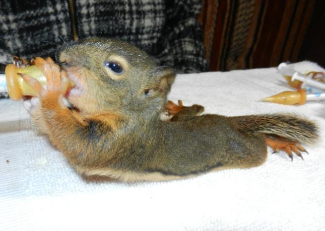 Douglas Squirrel Baby