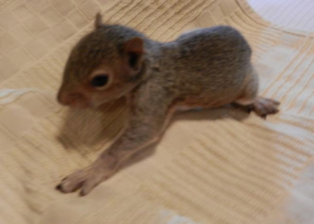 Douglas Squirrel Baby 2