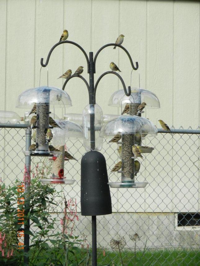 Goldfinches on Feeders