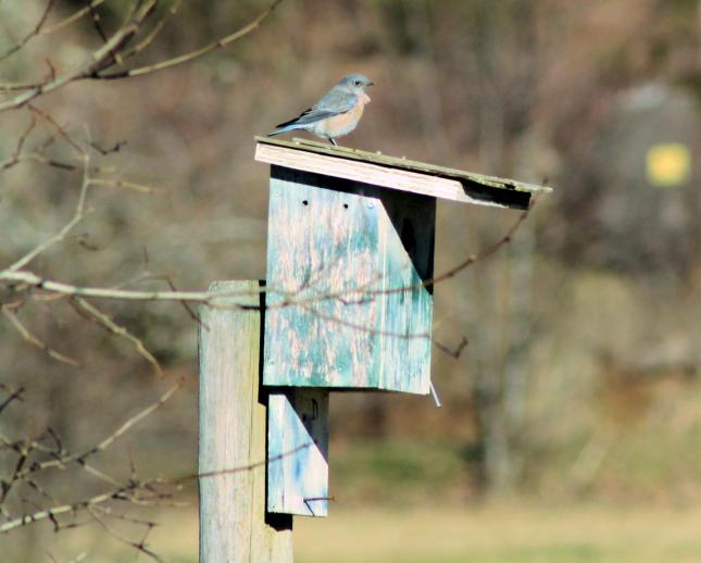 Western Bluebird on top of house