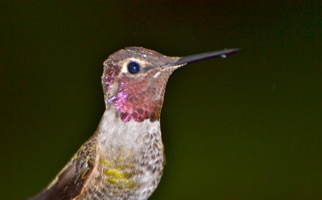 Male Anna's Hummingbird Close-up