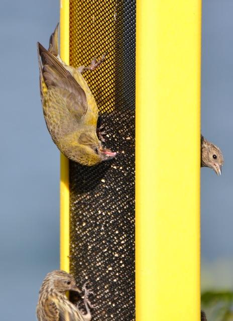Pine Siskin with Red Crossbill Female