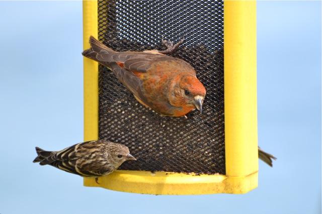 Pine Siskin with Red Crossbill Male