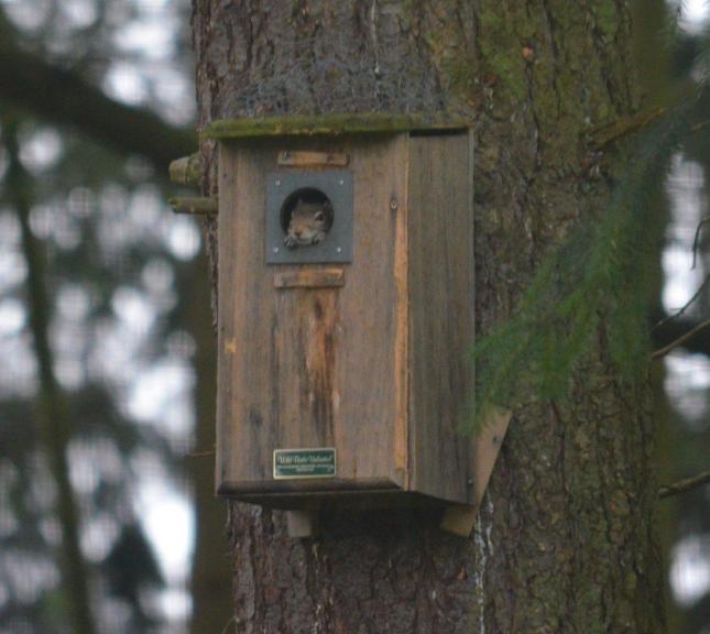 Eastern Gray Squirrel in Birdhouse