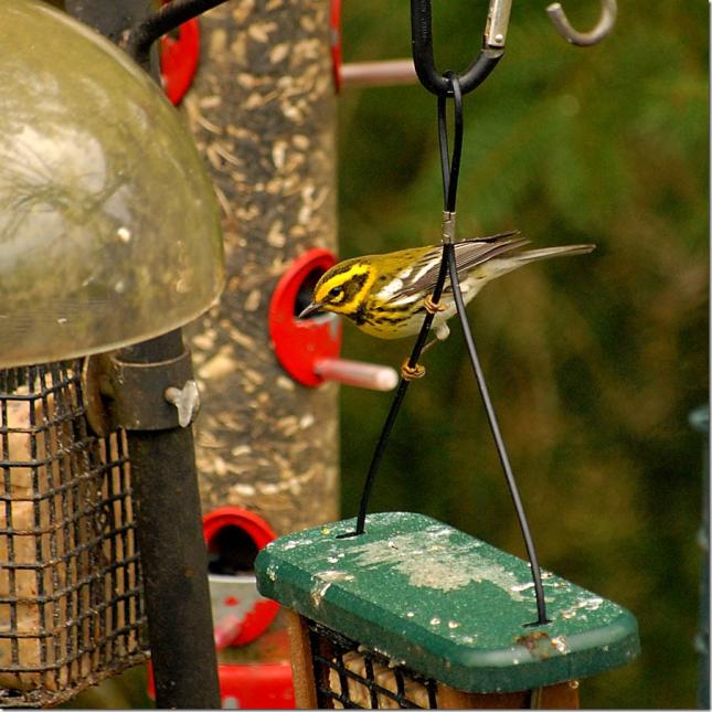 Townsend's Warbler Perched above Suet