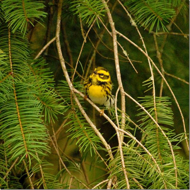 Townsend's Warbler Perched in an Evergreen