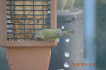 Yellow Warbler on Suet