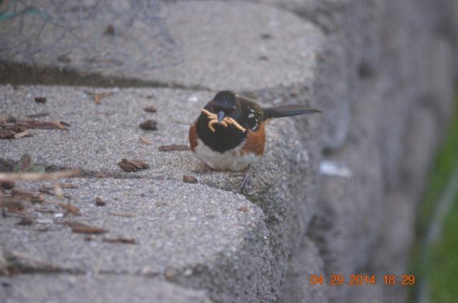 Towhee gathering mealworms