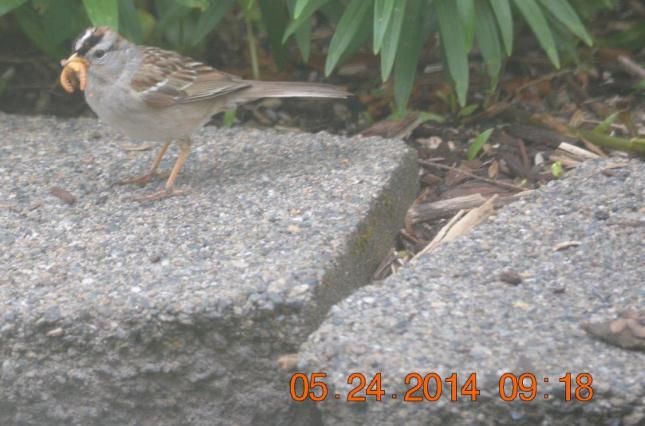 White-crowned Sparrow gathering mealworms