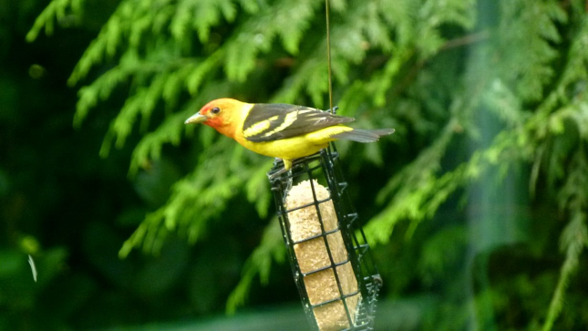 Western Tanager on Suet 1