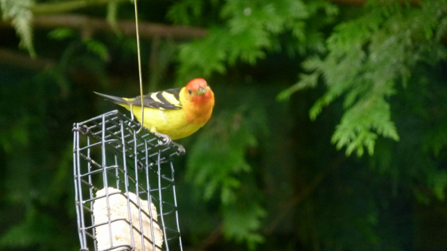 Western Tanager on Suet 2
